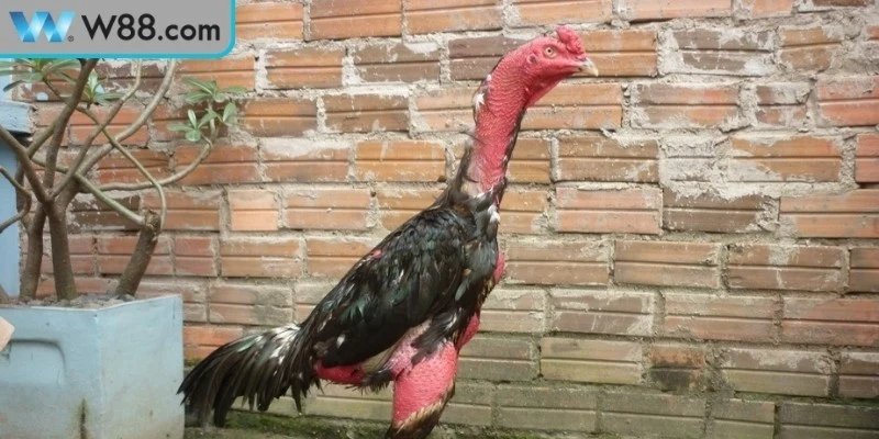 Cách nuôi gà đá không chảy máu đầy đủ nhất